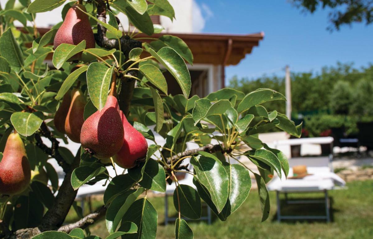 Le Margherite Country House Montefalcone Appennino エクステリア 写真